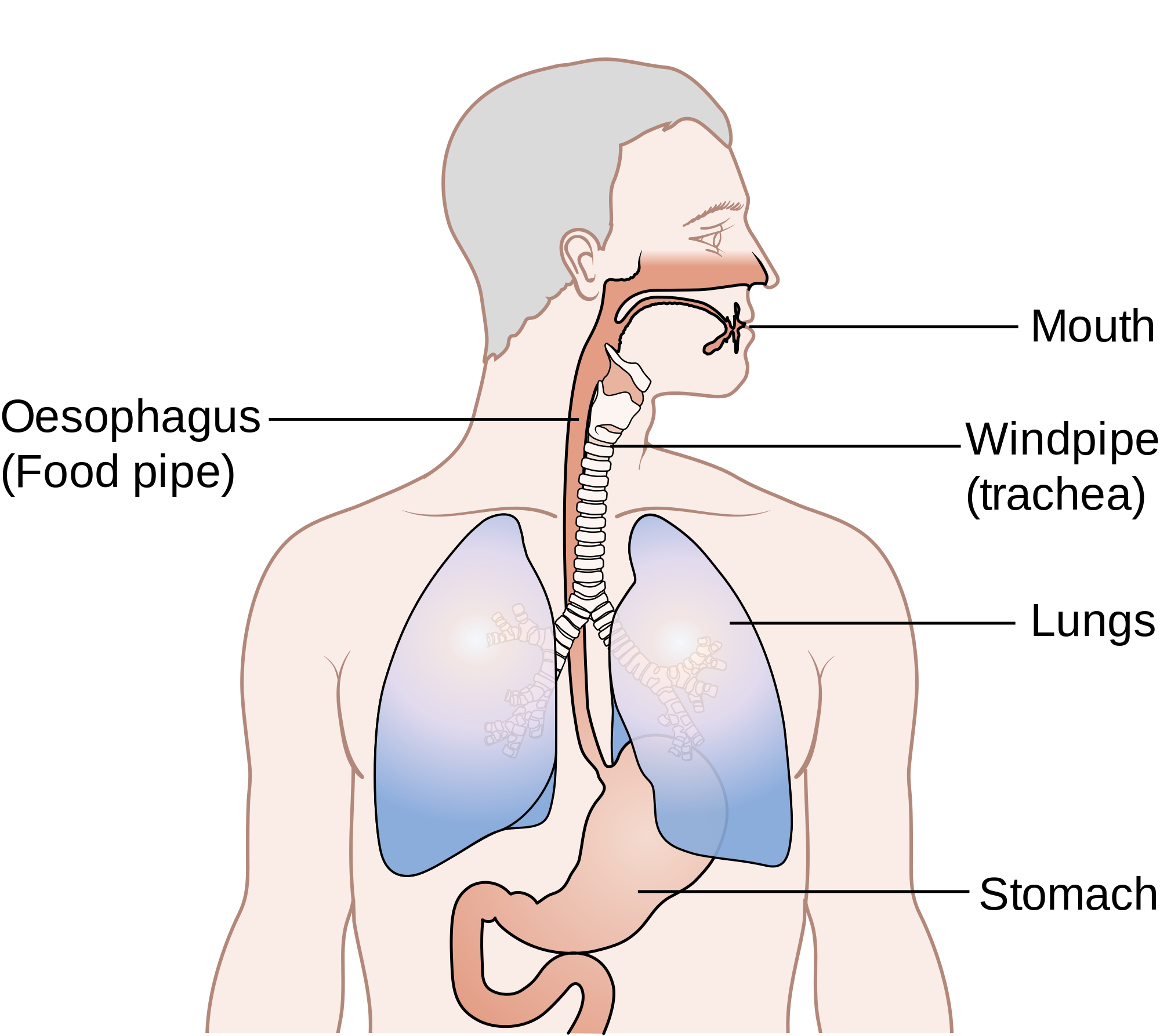 Diagram_showing_the_position_of_the_oesophagus_CRUK_355.svg_.png